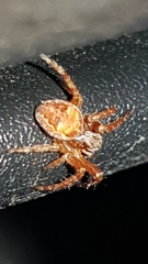 Araneidae