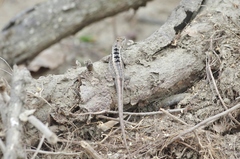 Microlophus occipitalis
