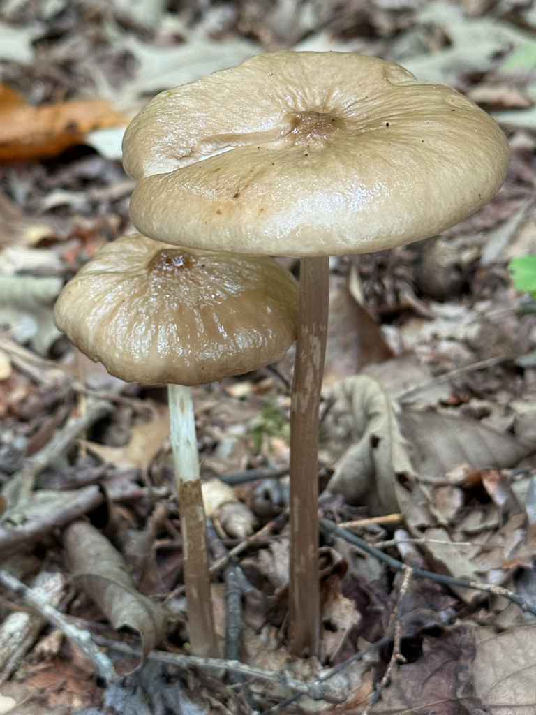 Beech Rooter Beech Rooter from Northwest River Park, 1733 Indian Creek Rd ...