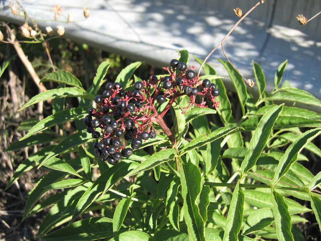 Dwarf Elder, photo 4