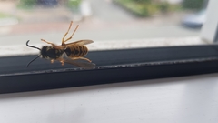 Vespula