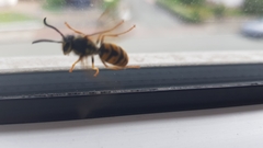 Vespula