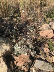 Eriogonum tenellum