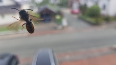 Vespula