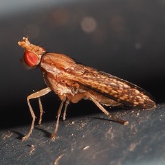 Trypetoptera canadensis