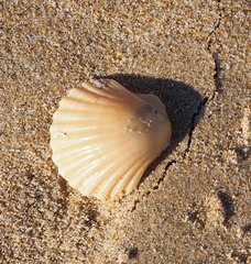 Pecten