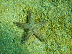 Astropecten spinulosus