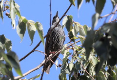 Sturnus vulgaris