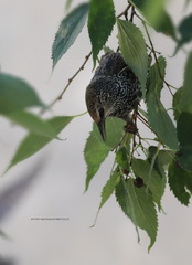 Sturnus vulgaris