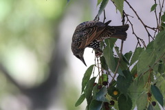 Sturnus vulgaris
