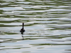 Phalacrocorax nigrogularis
