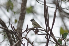 Myiopagis subplacens