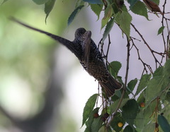 Sturnus vulgaris