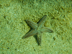 Astropecten spinulosus