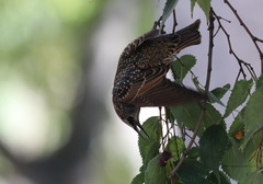 Sturnus vulgaris