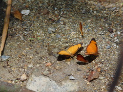 Tegosa anieta