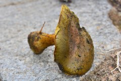 Cortinarius atrovirens