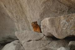 Notocitellus annulatus