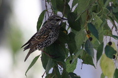 Sturnus vulgaris