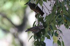 Sturnus vulgaris
