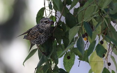 Sturnus vulgaris