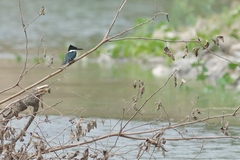 Chloroceryle americana
