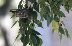 Sturnus vulgaris