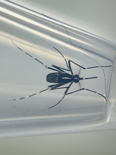 Asian Tiger Mosquito
