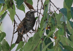 Sturnus vulgaris