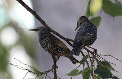 Sturnus vulgaris