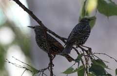 Sturnus vulgaris