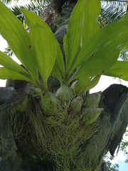 Catasetum maculatum