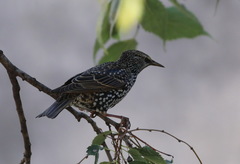 Sturnus vulgaris