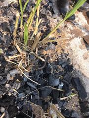 Synbranchus marmoratus