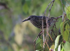 Sturnus vulgaris