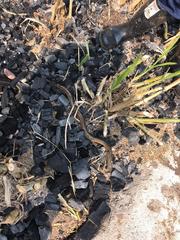 Synbranchus marmoratus