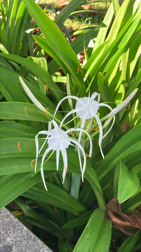Hymenocallis littoralis observed 2025-08-11