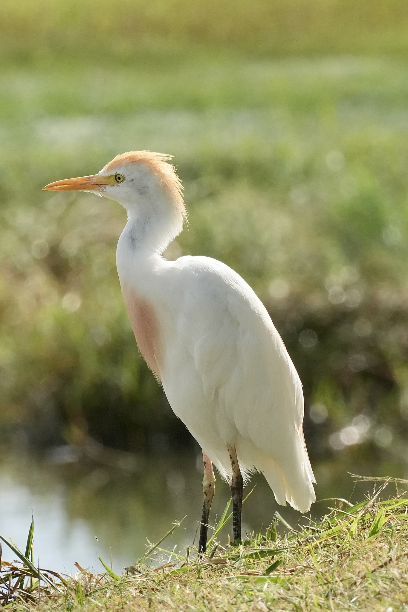 Western Cattle Egret