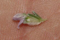 Aspalathus argyrella