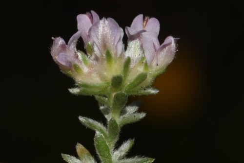 Aspalathus argyrella