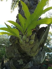 Catasetum maculatum