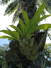 Catasetum maculatum