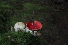 Amanita muscaria muscaria