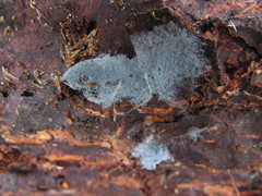 Byssocorticium pulchrum