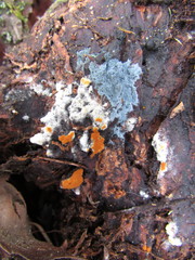 Byssocorticium pulchrum