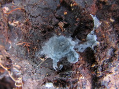 Byssocorticium pulchrum