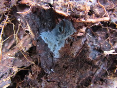 Byssocorticium pulchrum