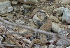 Callopistes flavipunctatus