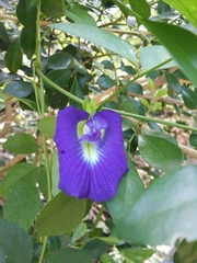 Clitoria