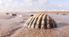 Acanthocardia echinata